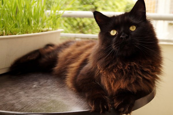 maine coon cat