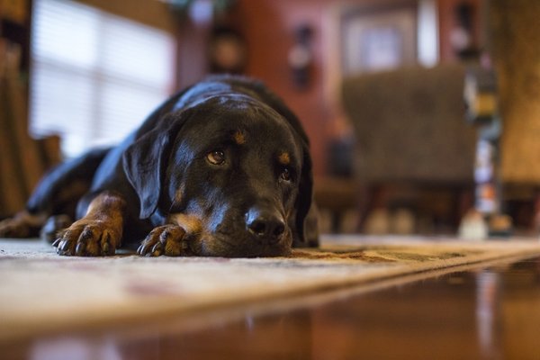 sad dog 1