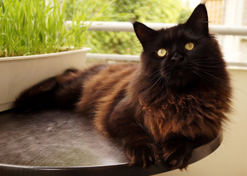 maine coon cat