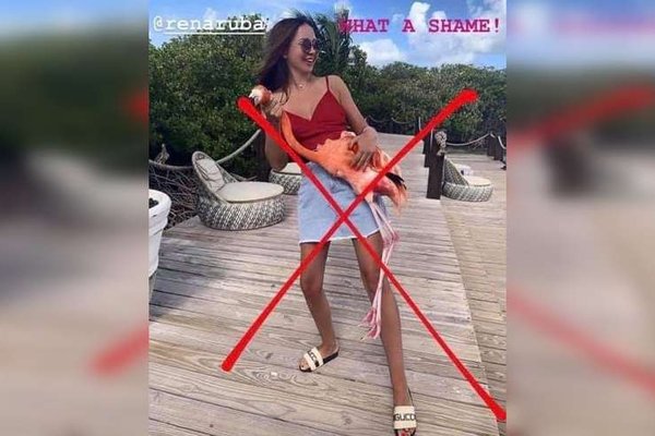 flamingo aruba idiot 01 header 1