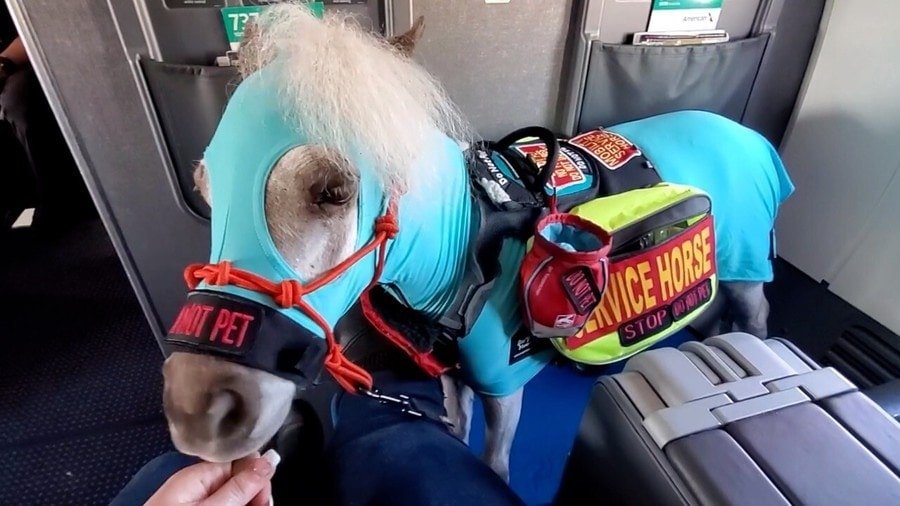 fred service horse 1