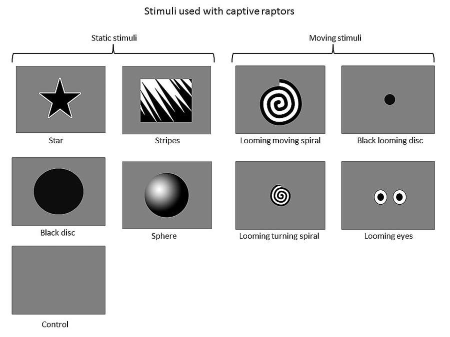 sample stimuli airport 1